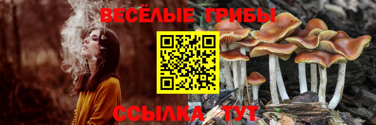 Псилоцибиновые грибы Psilocybe  Галлюциногенные грибы GOLDEN TEACHER  Вход с VPN  Майский 